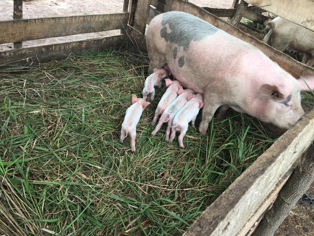 Porcherie de la fondation à Gisuru avec ses porcs